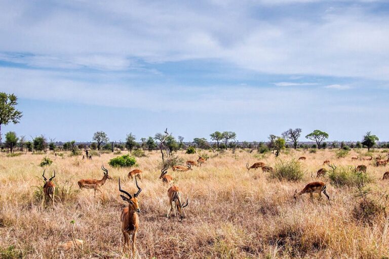 Cheap Airlines to Africa: A UK Traveler’s 2025 Guide