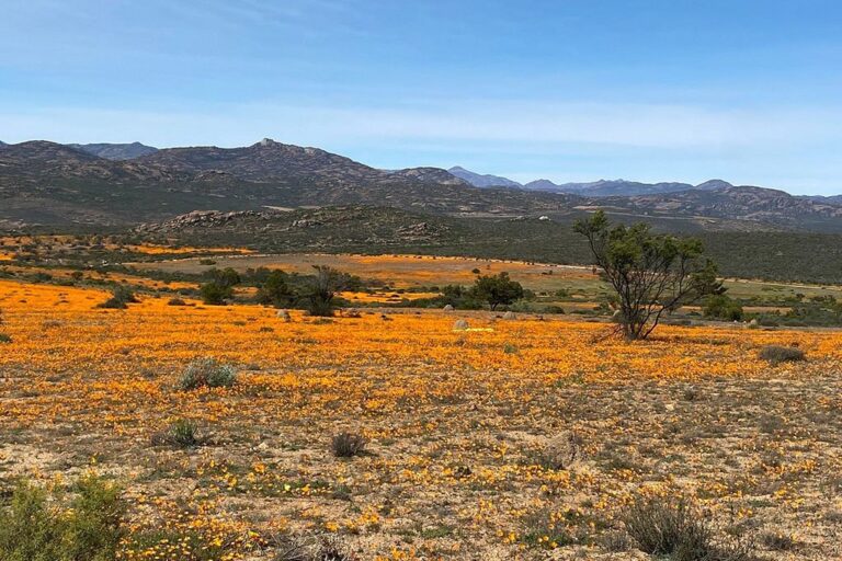 Cheap Flights to Africa: How to Find the Best Deals Without Stress